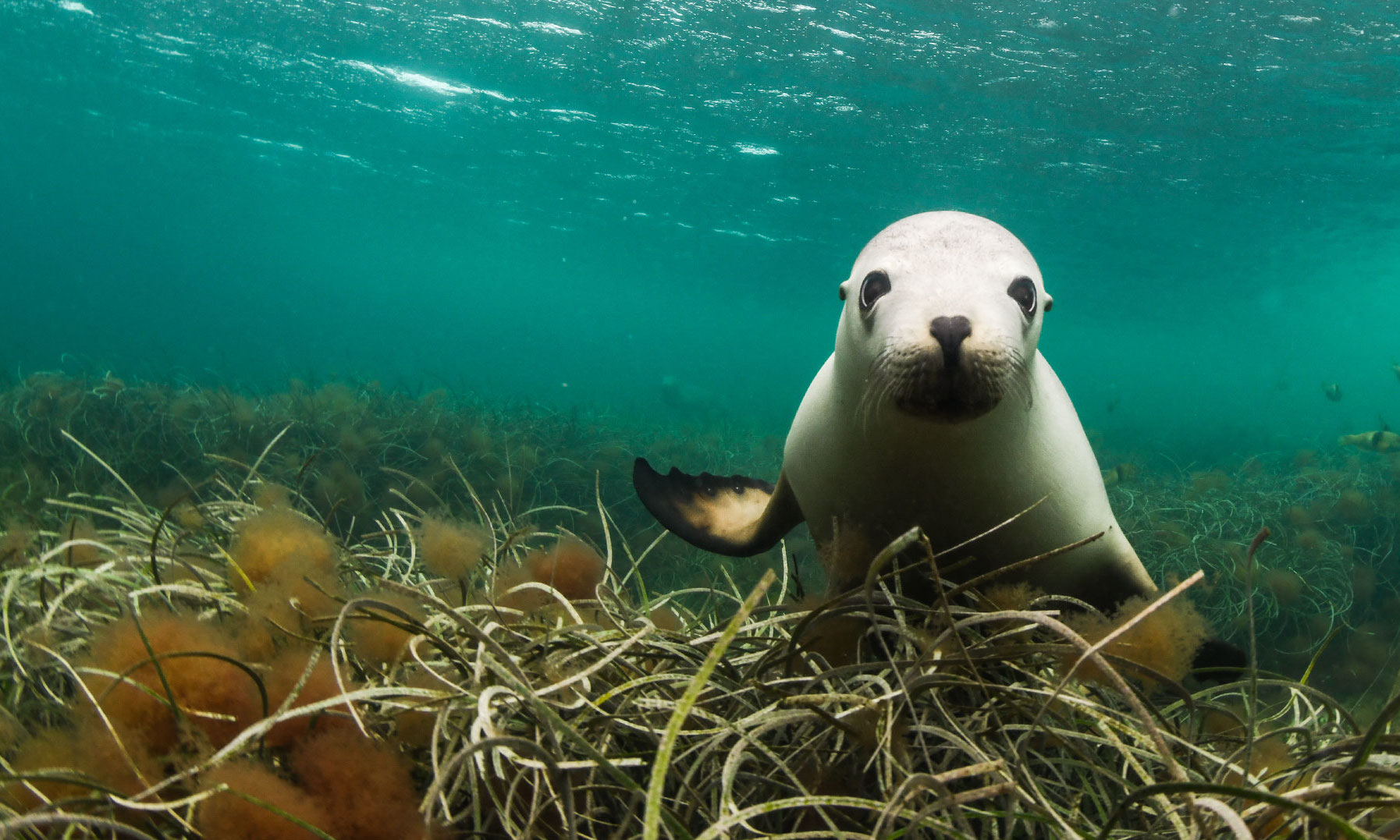 Sea Lion / Louise Nott - Marine and Coastal Hub